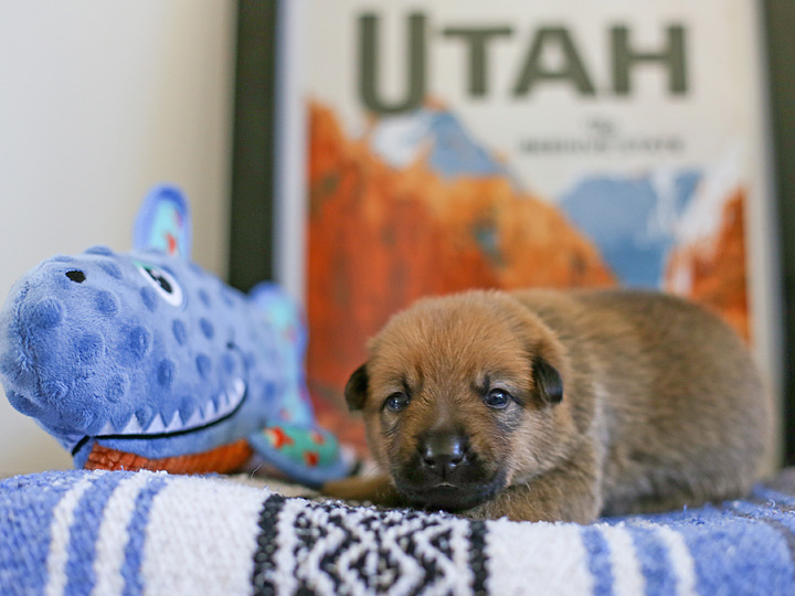 chinook puppy